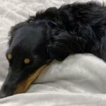 ベッドで眠っていた犬の『寝起きを撮影した』結果…まさかの『別の生き物に生まれ変わる光景』に爆笑「ウナギイヌで草」と2万6000いいね(ブログ)