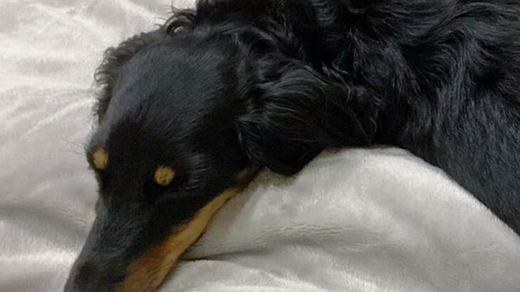 ベッドで眠っていた犬の『寝起きを撮影した』結果…まさかの『別の生き物に生まれ変わる光景』に爆笑「ウナギイヌで草」と2万6000いいね(ブログ)