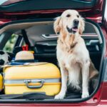 犬が『ドライブ』好きなのって本当？お出かけしたがる理由から愛犬を守るために注意すべきことまで(ブログ)