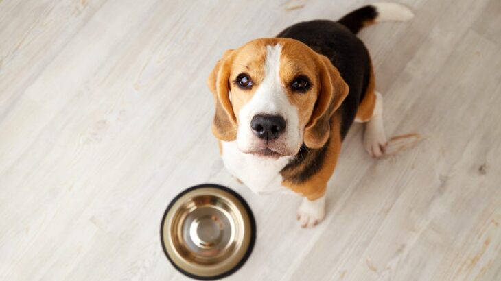 愛犬から『おやつのおねだり』がしつこい時はどうしたらいい？　飼い主ができる工夫や対処法をご紹介(ブログ)