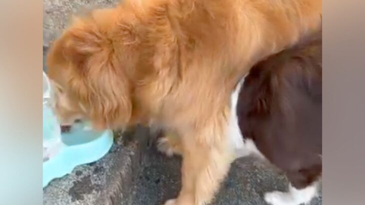大型犬が水を飲んでいたら『一緒に飲みたい』とやってきた他のワンコ→大迷惑すぎる『大胆な行動』が108万再生「怒らないの優しいｗ」と反響(ブログ)