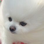 風が強い日、犬と散歩に出かけた結果→思った以上に『前のめりすぎる姿』に「面構えが違う…かっけぇ」「雲の妖精さんみたい」と2万いいね(ブログ)