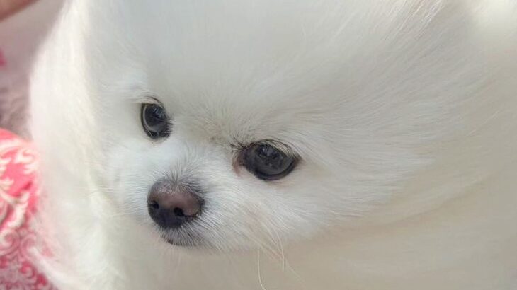 風が強い日、犬と散歩に出かけた結果→思った以上に『前のめりすぎる姿』に「面構えが違う…かっけぇ」「雲の妖精さんみたい」と2万いいね(ブログ)