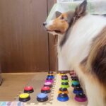 『お仕事やめてほしい』と犬が言うので、理由を聞いてみたら…衝撃の『会話ボタンでのコミュニケーション』に「すごすぎる」「賢い」と26万再生(ブログ)