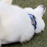 『ドッグランで大型犬を見失った』と思ったら…完全に間違えている『謎すぎる遊び方』が23万再生「ドッグゴロンｗ」「大物になる予感」と絶賛(ブログ)