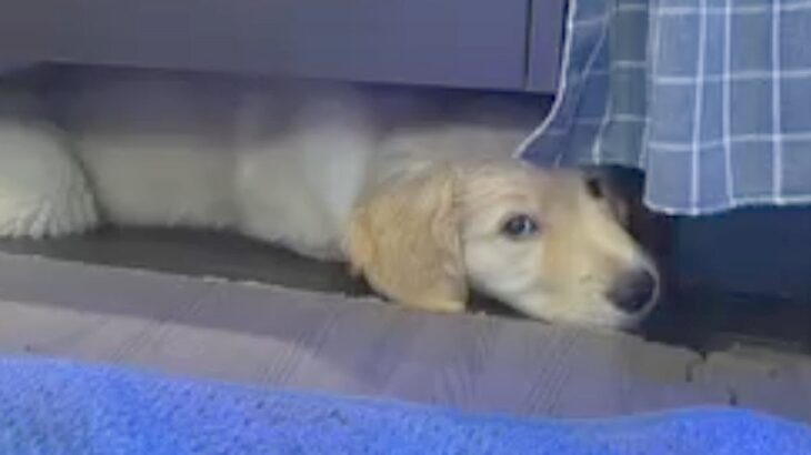 『赤ちゃんの頃はテーブルの下に入れたのに…』１歳になった大型犬→成長を理解していない行動が５万再生「解決しようとするの可愛いｗ」と絶賛(ブログ)