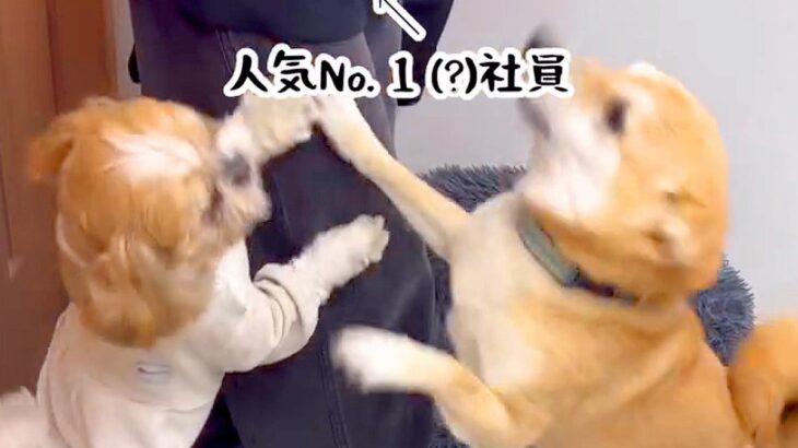 犬がいる職場で『人気ナンバーワンの社員』が出勤してきた結果…想定以上の『熱烈歓迎』に「なんてうらやましい職場」「可愛い」と羨望の声(ブログ)