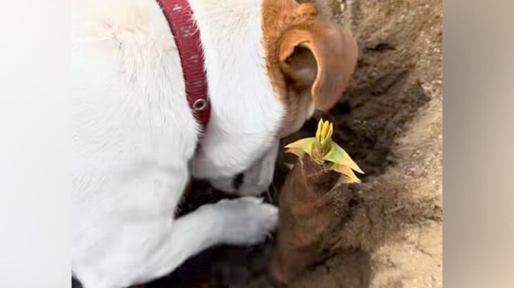 『アルバイト雇いました』タケノコを掘っているのは…犬？まさかの『完璧な働きっぷり』が102万再生「バイトリーダー」「正社員にしようｗ」(ブログ)
