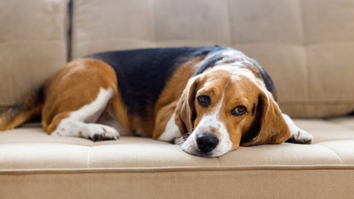 犬が『情緒不安定』になっているときにみせる行動4選　感情の起伏が激しい場合はどうしたらいいの？(ブログ)