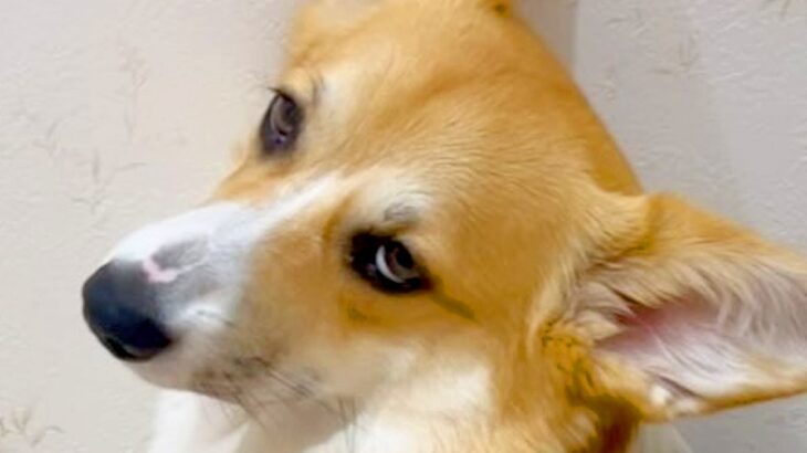 トイレ行くと毎回ついて来る犬→構ってほしいのかと思いきや…想定外だった『まさかの態度』が121万再生「面倒くさそうｗ」「顔がｗ」と爆笑(ブログ)