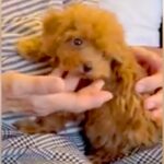 『犬が苦手なおばあちゃん』が赤ちゃんワンコと初めて対面→会うたびに気持ちが変わり…『現在の関係性』に「愛されてて素敵」「良かった」と反響(ブログ)