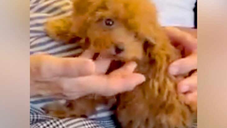 『犬が苦手なおばあちゃん』が赤ちゃんワンコと初めて対面→会うたびに気持ちが変わり…『現在の関係性』に「愛されてて素敵」「良かった」と反響(ブログ)