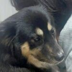 実家のおじいちゃんおばあちゃんに甘やかされすぎた犬→帰ろうとしていたら…可愛すぎる抵抗に1万いいね「虚無ｗ」「踏ん張ってる」と爆笑(ブログ)
