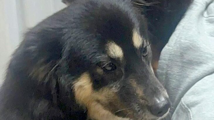 実家のおじいちゃんおばあちゃんに甘やかされすぎた犬→帰ろうとしていたら…可愛すぎる抵抗に1万いいね「虚無ｗ」「踏ん張ってる」と爆笑(ブログ)