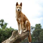 実は『イヌ科』に属している動物7選　犬とは遠い親戚にあたる？意外な関係性とは(ブログ)