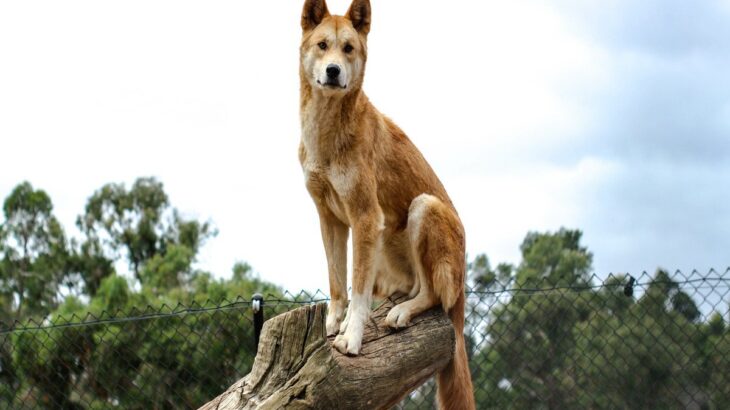実は『イヌ科』に属している動物7選　犬とは遠い親戚にあたる？意外な関係性とは(ブログ)