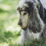 犬の16歳は人間に換算すると何歳？長生きの秘訣と老犬ケアのポイントを紹介(ブログ)