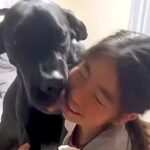 女の子と２頭の超大型犬が１週間ぶりに再会→思った以上に『豪快で微笑ましい光景』が260万再会「なんか涙出てきた」「素敵な家族」と絶賛(ブログ)