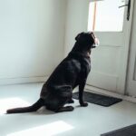 犬が飼い主のことを『玄関で待つ』心理4選　愛犬が待ち続けるのを放っておいても大丈夫？(ブログ)