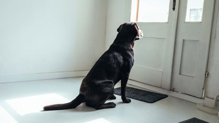 犬が飼い主のことを『玄関で待つ』心理4選　愛犬が待ち続けるのを放っておいても大丈夫？(ブログ)