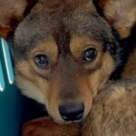 人間が苦手で『恐怖に怯えていた犬』を保護→たくさんの愛情を与えて50日後…当時では考えられない『嘘のような表情』に15万再生の反響(ブログ)