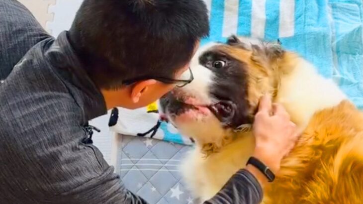 『寝たきりの超大型犬』が半年ぶりにお父さんと再会…嬉しさを爆発させる光景が29万再生「嬉しそうで泣いた」「幸せそうで感動」と絶賛の声(ブログ)