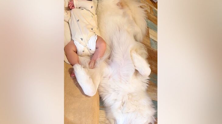 爆睡している赤ちゃん→隣で超大型犬も寝ていると思ったら…健気すぎる『まさかの気遣い』が11万再生「癒やされるコンビ」「優しいお姉ちゃん」(ブログ)