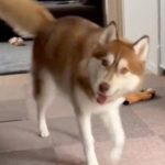 ハスキー犬とかくれんぼ→見つかってしまった瞬間…愛おしすぎる『まさかの行動』に4万いいね集まる「何度も見ちゃった」「可愛すぎる」(ブログ)