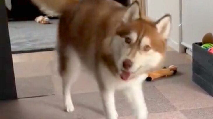 ハスキー犬とかくれんぼ→見つかってしまった瞬間…愛おしすぎる『まさかの行動』に4万いいね集まる「何度も見ちゃった」「可愛すぎる」(ブログ)