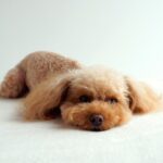 犬が『ツライ』と感じているときにみせるサイン5選　今すぐ病院へ行くべき危険な症状まで(ブログ)