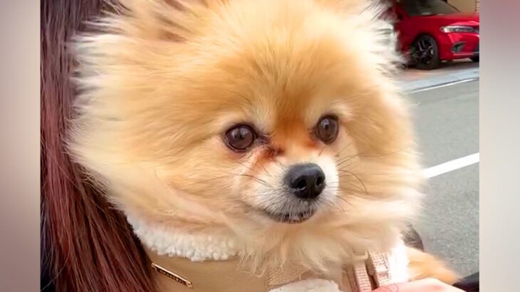 元繁殖犬を病院へ連れて行った結果→声帯を切られていて…非情すぎる現実と飼い主が綴る想いが19万再生「胸が苦しい」「幸せになってよかった」(ブログ)