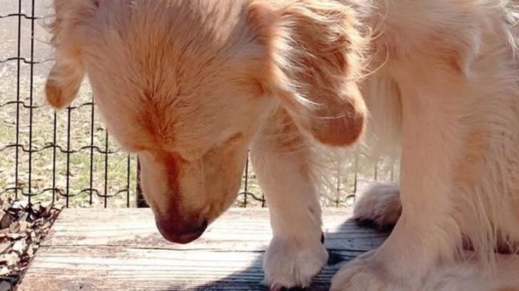 ドッグランに行った大型犬→自分より小さい子にビビりまくり…見た目からは想像できない『まさかの光景』に15万いいね「しょぼんｗ」「優しい」(ブログ)