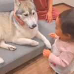 『犬は家族に順位を付けているのか』を調査してみたら…ホッコリが止まらない『尊い検証結果』が50万再生「全員可愛い」「なんて幸せなオチ」(ブログ)