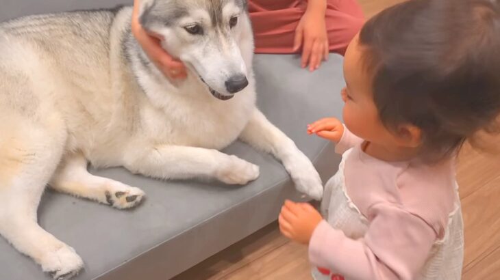 『犬は家族に順位を付けているのか』を調査してみたら…ホッコリが止まらない『尊い検証結果』が50万再生「全員可愛い」「なんて幸せなオチ」(ブログ)