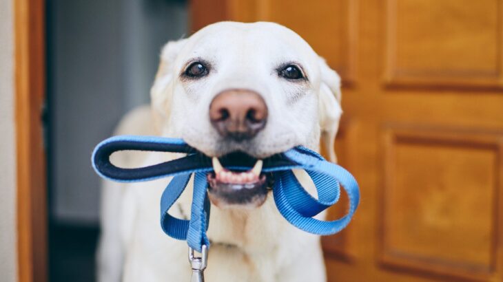 犬が『散歩に行きたい』ときにみせる行動6つ　あなたの愛犬はどう？飼い主に要求しているサインとは(ブログ)