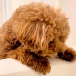 お風呂までついてきた犬に『一緒に入る？』と伝えると…思った以上に『シャワーを愛しすぎている光景』が12万再生「違う生き物かなｗ」と絶賛(ブログ)