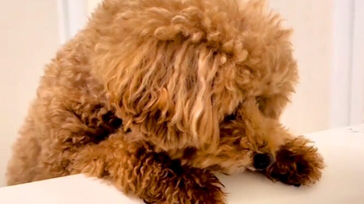 お風呂までついてきた犬に『一緒に入る？』と伝えると…思った以上に『シャワーを愛しすぎている光景』が12万再生「違う生き物かなｗ」と絶賛(ブログ)