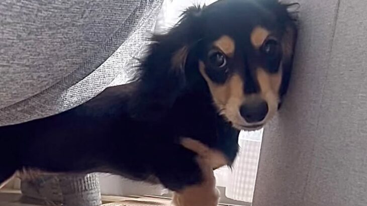 『男らしく厳しく育てよう』と決めて飼った赤ちゃん犬→想像もできなかった『現在の光景』が16万再生「呼び方の変化分かるｗ」「同じく」の声(ブログ)