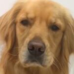 誰にもバレないように『隠れてヨーグルトを食べていた』と思ったら、大型犬が…『想定外の光景』が266万再生「表情がたまらんｗ」と爆笑の声(ブログ)