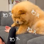 お父さんがゴロゴロしていたら、犬が…思った以上にあざとい『構ってアピール』が22万再生「ぬいぐるみ過ぎる」「中に人間入ってる？」と悶絶(ブログ)