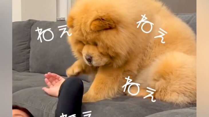 お父さんがゴロゴロしていたら、犬が…思った以上にあざとい『構ってアピール』が22万再生「ぬいぐるみ過ぎる」「中に人間入ってる？」と悶絶(ブログ)