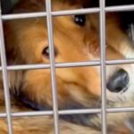 『大量の歯石や悪臭で酷い状態の犬』が初めて人と暮らした結果…愛情を注ぎ続けた『１年間の記録』に涙腺崩壊すると56万再生「ずっと幸せに」(ブログ)