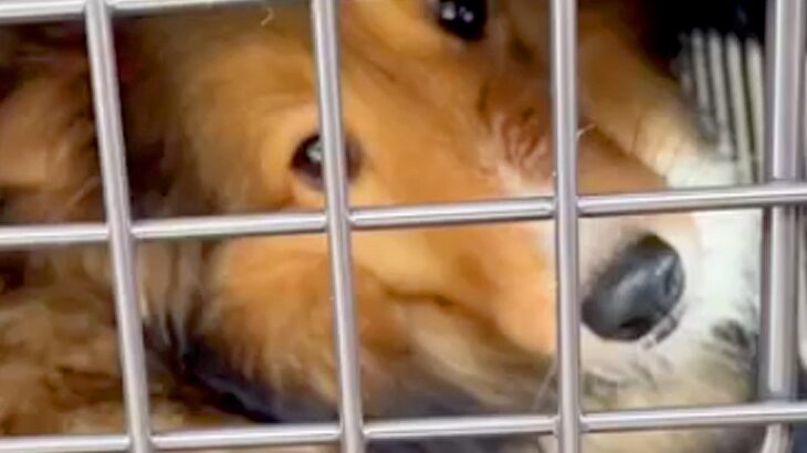 『大量の歯石や悪臭で酷い状態の犬』が初めて人と暮らした結果…愛情を注ぎ続けた『１年間の記録』に涙腺崩壊すると56万再生「ずっと幸せに」(ブログ)