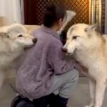 2頭のウルフドッグを『同時に構った』結果…大きな体からは想像できない『ヤキモチを妬いてしまう光景』が97万再生「可愛いｗ」「甘えん坊」(ブログ)