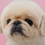 ChatGPTが犬を擬人化→『絶対に声小さいだろうな…』なぜか憎めない”AIの出力結果”に1万いいね集まる「再現度高い」「困り顔最高ｗ」(ブログ)