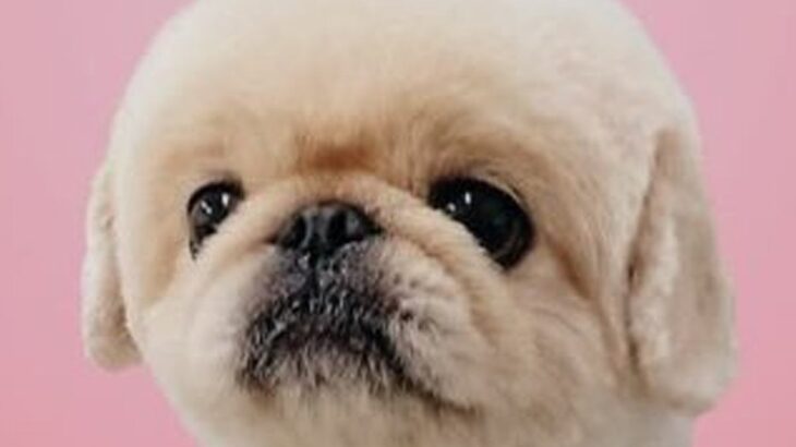 ChatGPTが犬を擬人化→『絶対に声小さいだろうな…』なぜか憎めない”AIの出力結果”に1万いいね集まる「再現度高い」「困り顔最高ｗ」(ブログ)