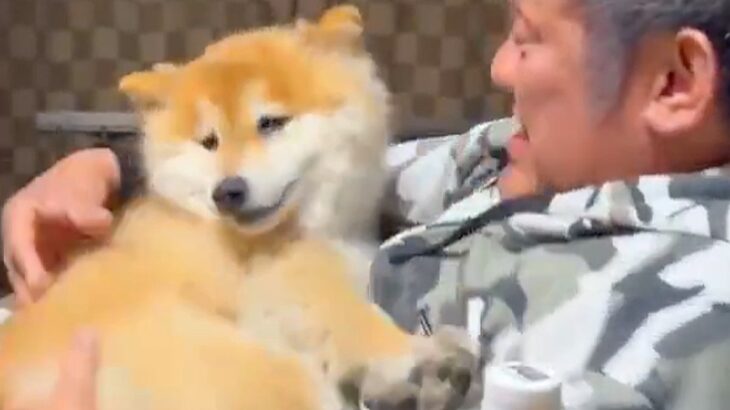 『おとんの腹に乗せられたら最後…』お父さんに抱っこされる犬→衝撃的な速さで『正気を失う光景』が125万表示「信頼してる」「大好きなのね」(ブログ)