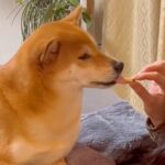 女の子が『すっぱいリンゴ』を食べていたら、柴犬が欲しがり…『思ってたんと違う』表情に出過ぎてしまう光景が15万再生「顔ｗｗ」「可愛すぎ」(ブログ)