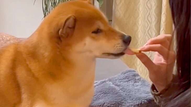 女の子が『すっぱいリンゴ』を食べていたら、柴犬が欲しがり…『思ってたんと違う』表情に出過ぎてしまう光景が15万再生「顔ｗｗ」「可愛すぎ」(ブログ)