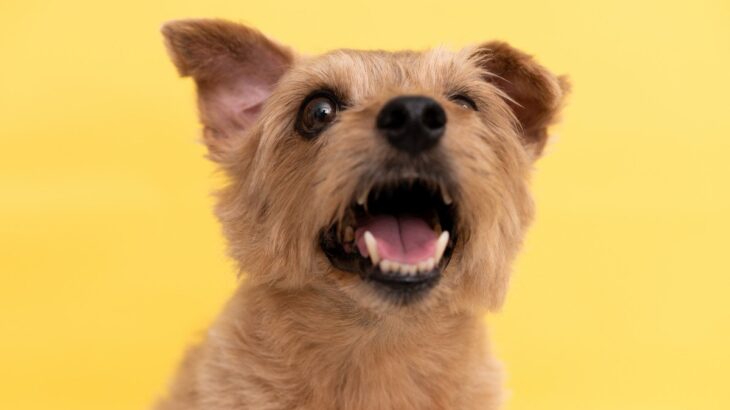 『飼い主が立ち上がった途端』犬が吠える心理4つ　考えられる原因から改善策まで(ブログ)
